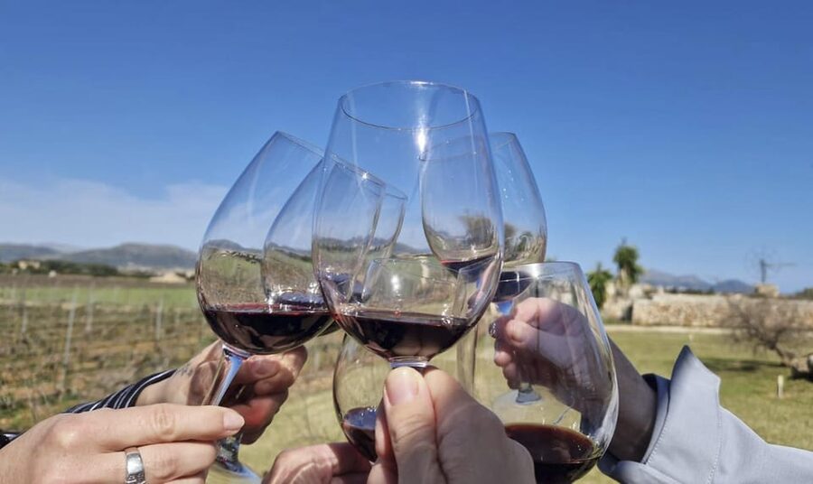 Alcúdia/Can Picafort: Guided Vineyard Visit and Wine Tasting - A family-run Mallorca winery visit near Alcúdia and Can Picafort