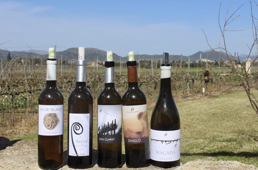 Alcúdia/Can Picafort: Guided Vineyard Visit and Wine Tasting - Walking the vineyards: how terroir shows up in what you taste