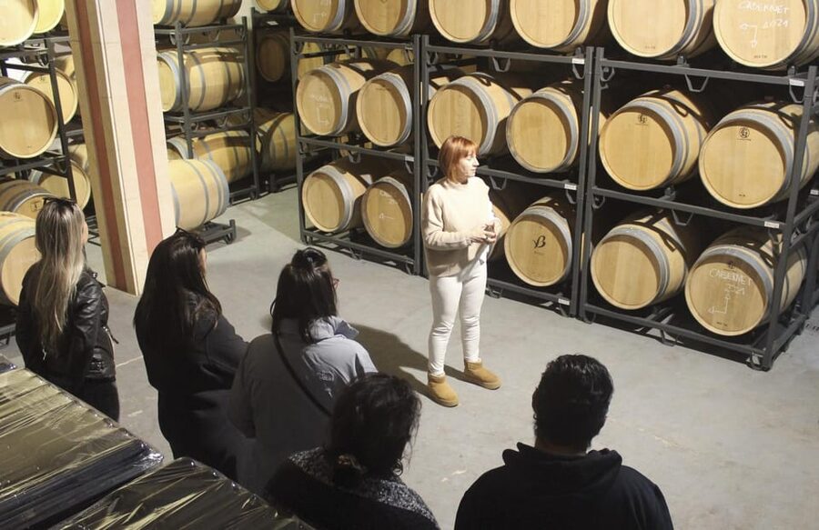 Alcúdia/Can Picafort: Guided Vineyard Visit and Wine Tasting - Special prices: taking a few bottles home