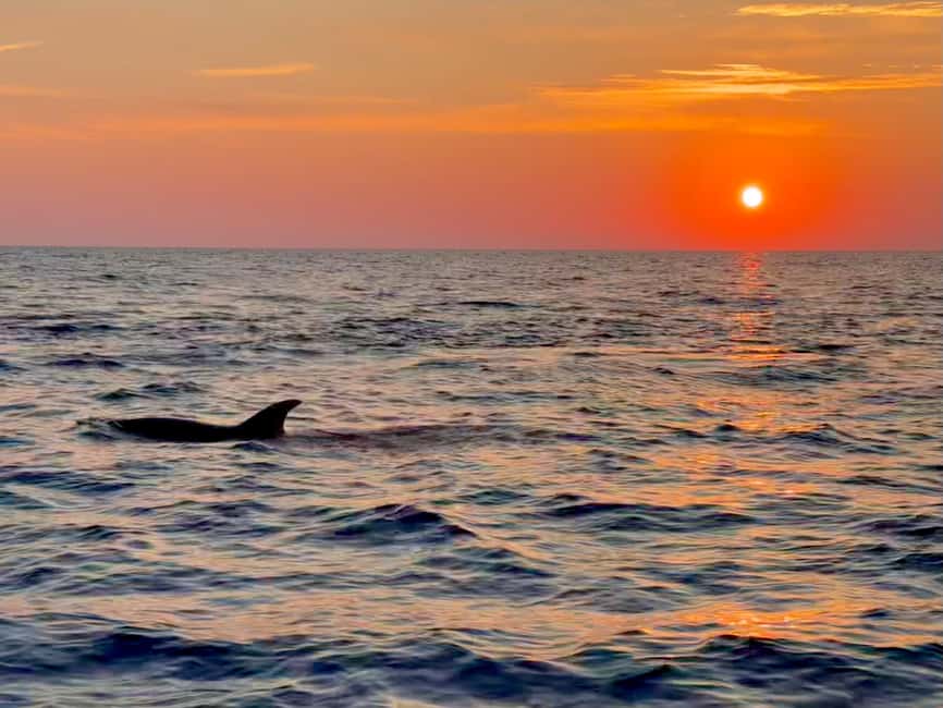 Alcudia: Dolphin Watching at Sunrise with Speedboat - The Dolphin Window: What “30 Minutes With Dolphins” Really Means
