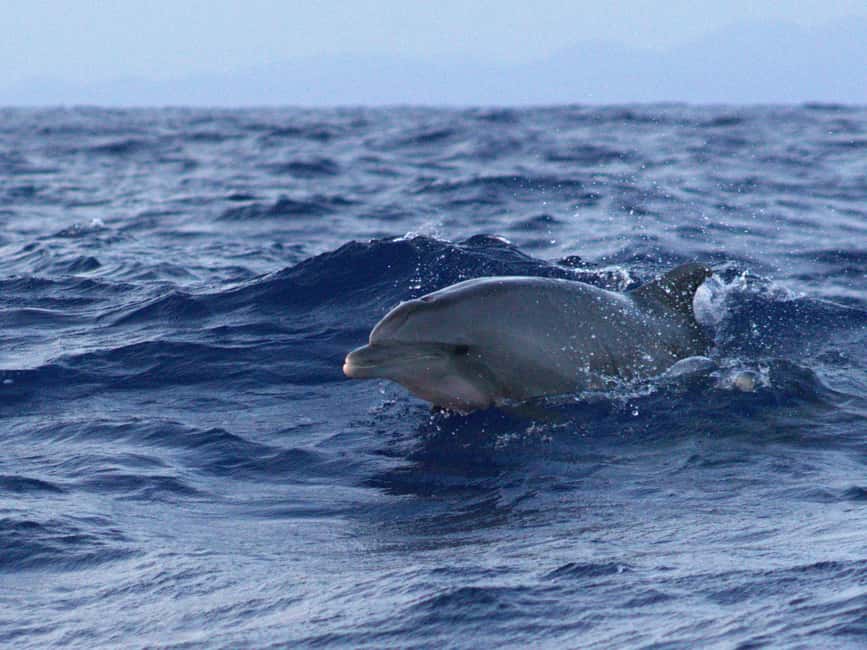 Alcudia: Dolphin Watching at Sunrise with Speedboat - The Smooth-Run Factor: Small Details That Matter at Sea