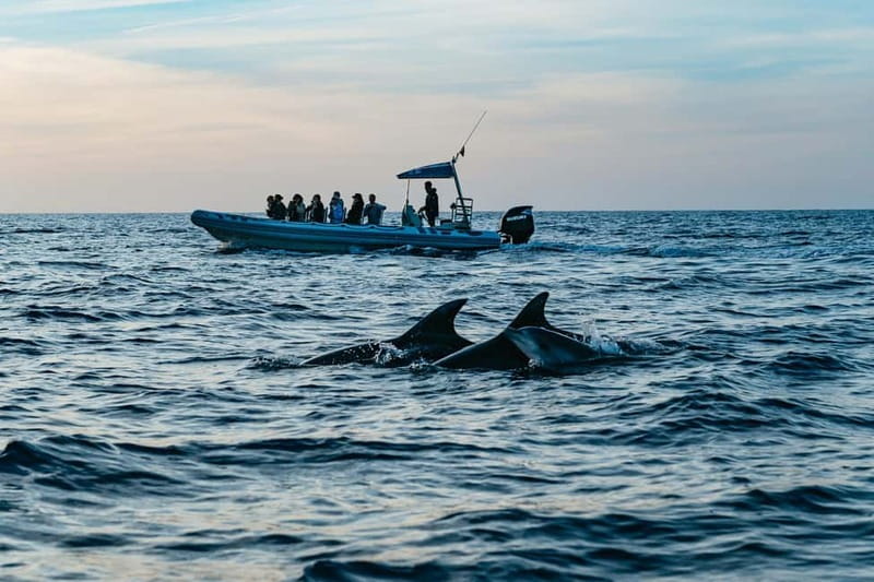 Alcudia or Can Picafort: Dolphin-Watching Cruise - Key things to know before you go
