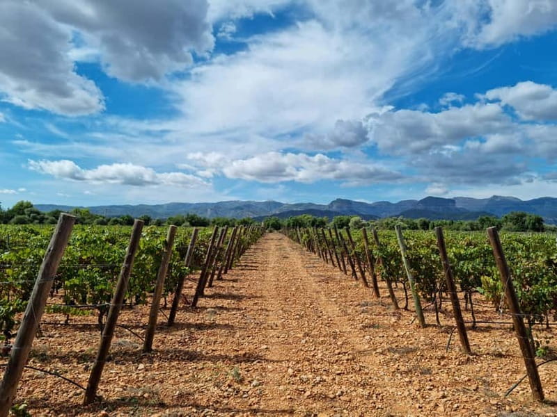 Binissalem: Individual vineyard tour and wine tasting in German - Binissalem and Bodega Resident Wein: the setup that makes it feel local