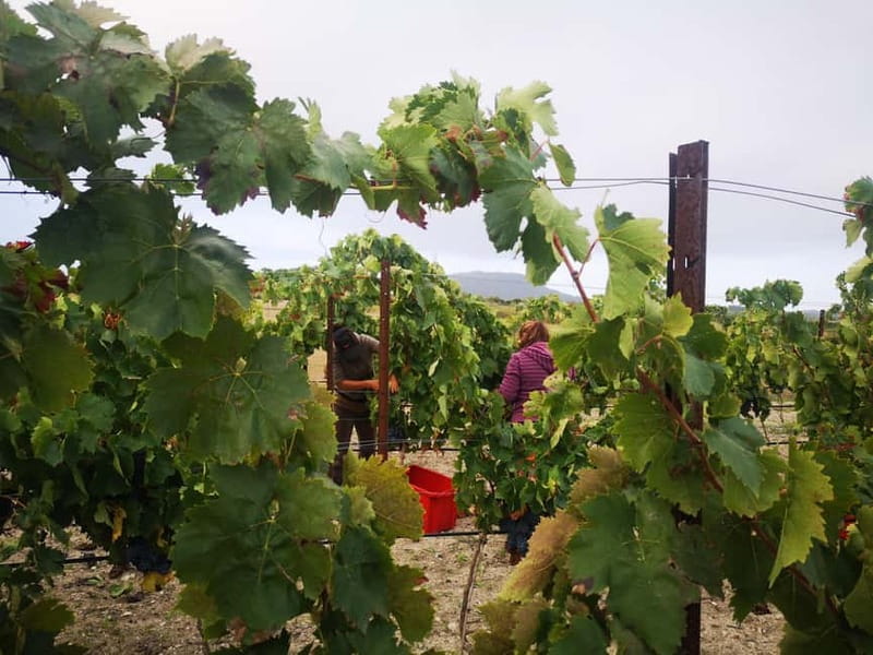 Binissalem: Individual vineyard tour and wine tasting in German - Price and value: is $29 per person worth it?