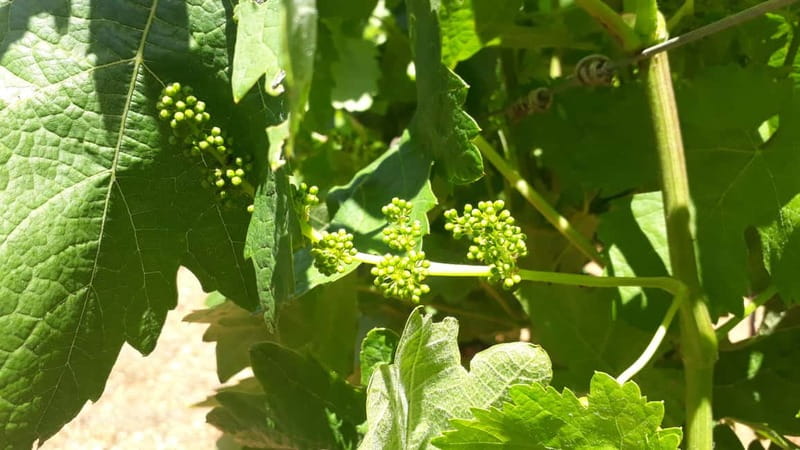 Binissalem: Individual vineyard tour and wine tasting in German - Booking advice: should you pick this Binissalem wine tour?