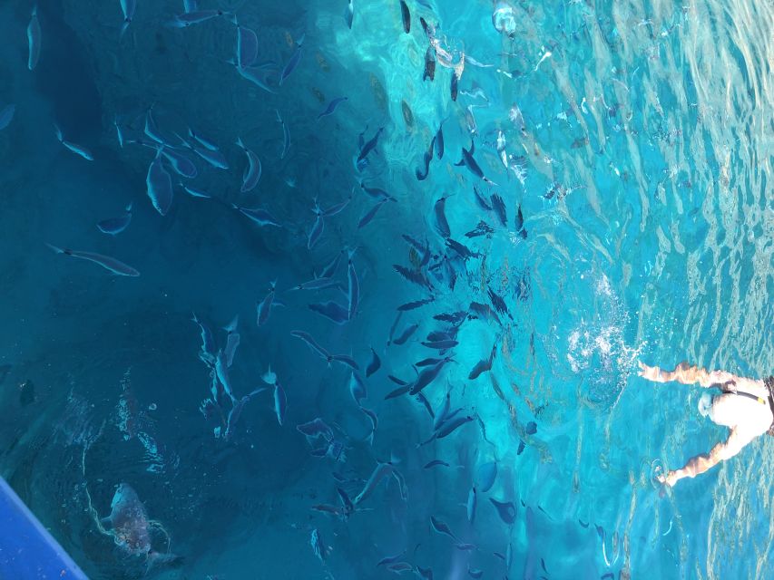 Can Picafort: Dolphin Watching Boat Tour, Swimming stop - Key things to know before you go