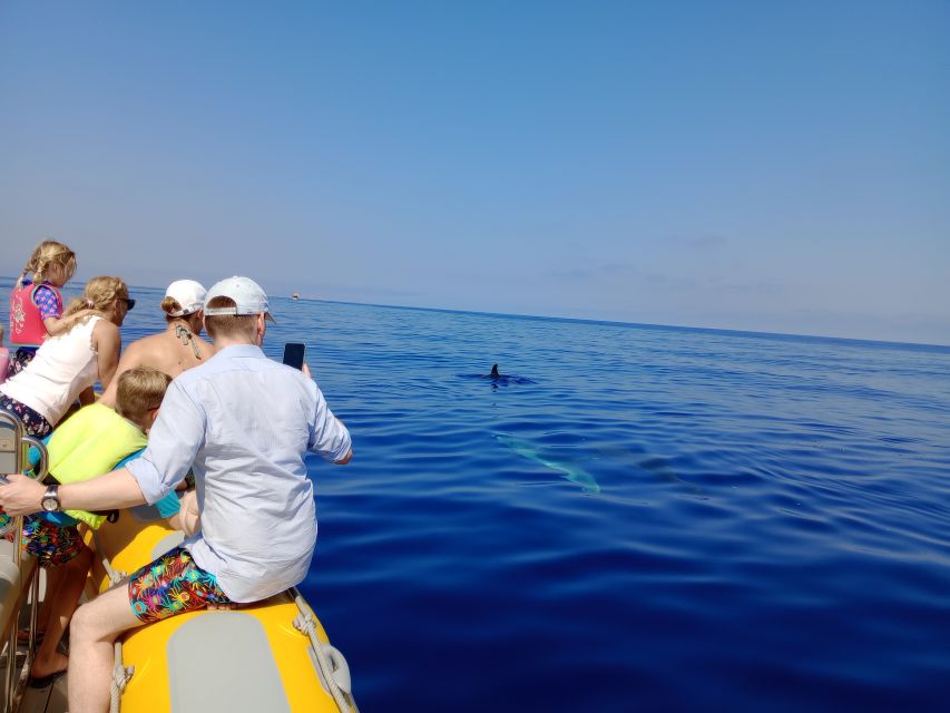 Can Picafort: Dolphin Watching Boat Tour, Swimming stop - Price and value: is $82 fair for what you get?