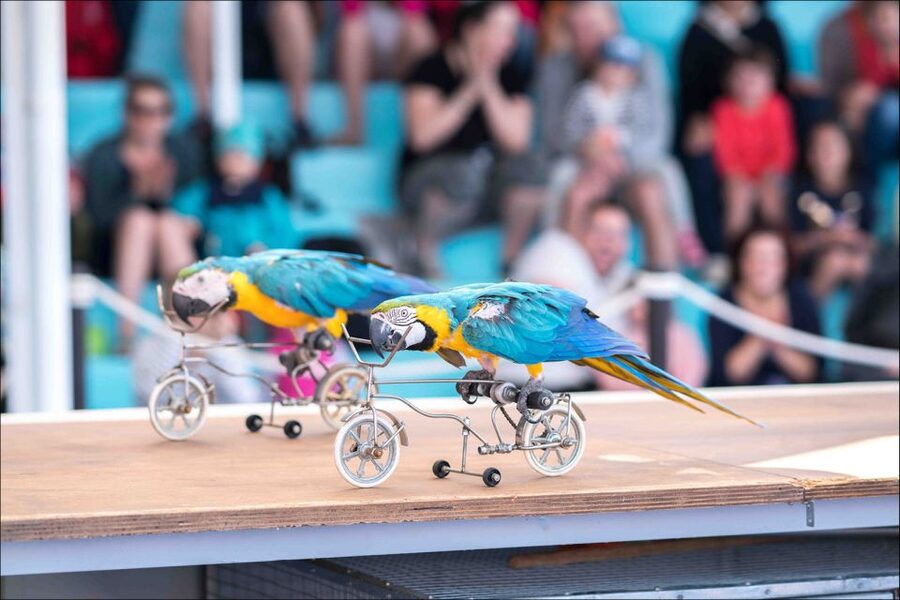 Costa d'en Blanes: Entry Ticket for Marineland Mallorca - Tropical House rainforest simulation: iguanas, parrots, poison frogs