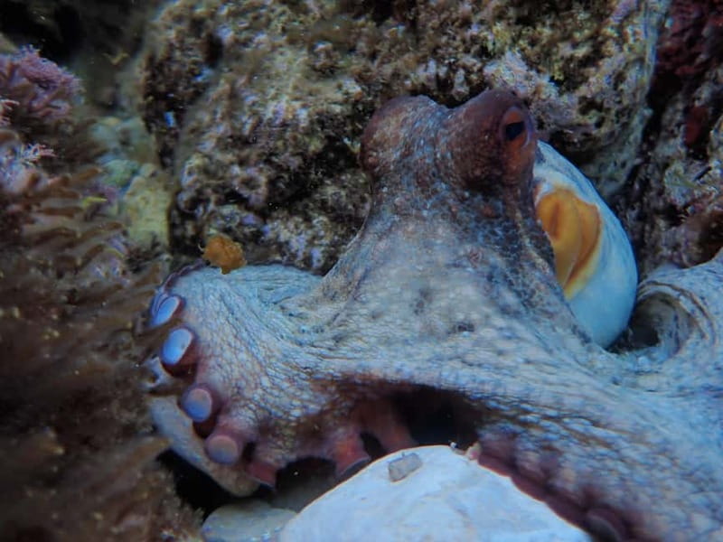 Discover Scuba Diving, scuba diving for begginers!! - Why this beginner scuba tryout makes sense in Mallorca