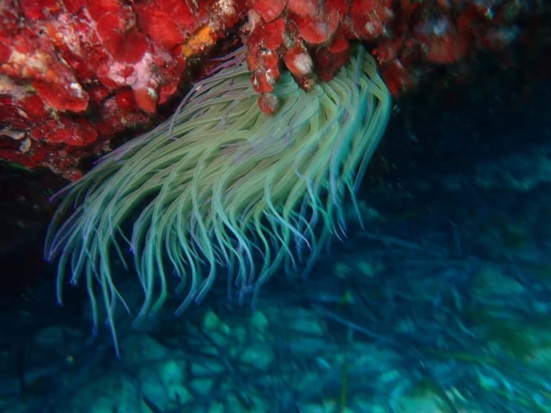 Discover Scuba Diving, scuba diving for begginers!! - Price and value: what $141 really covers (and what doesn’t)
