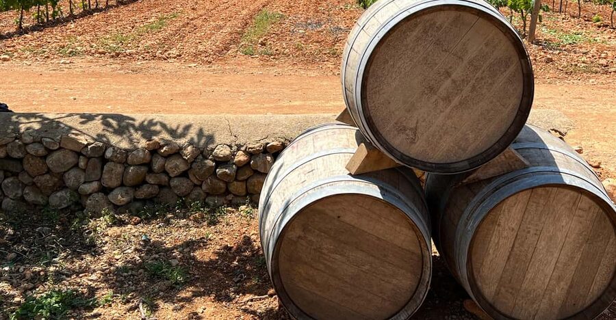 Discover the treasures of the Mallorca wine on a top winery - The guided estate walk: vineyard to barrel cellar (and why it matters)