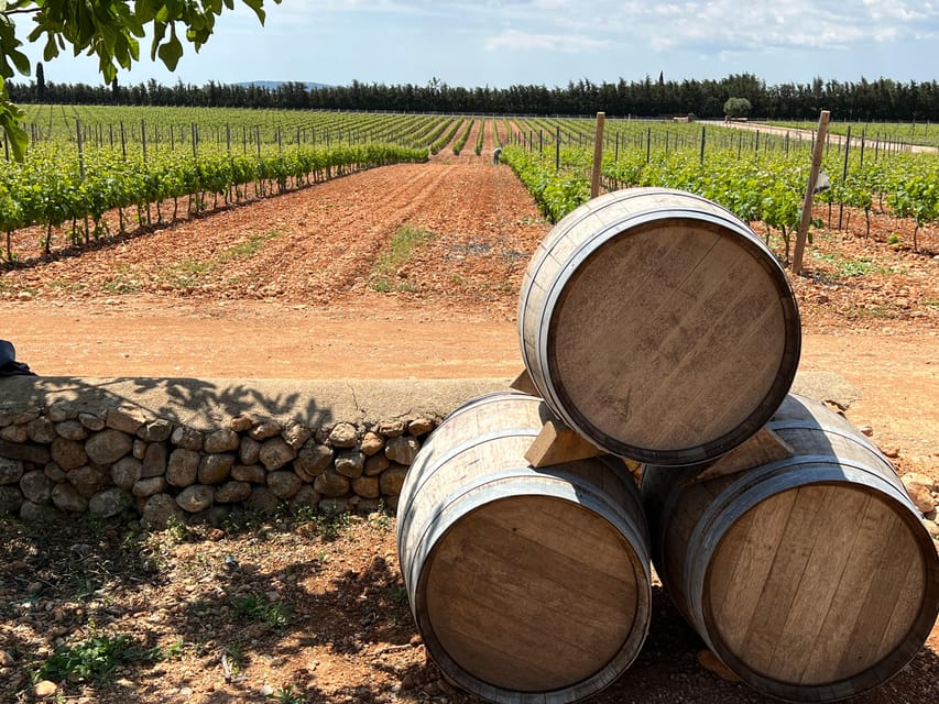 Discover the treasures of the Mallorca wine on a top winery - Mallorcan specialities + lunch views: what’s on your plate