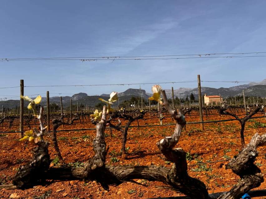 Discover the treasures of the Mallorca wine on a top winery - Value check: what you get for $112 per person