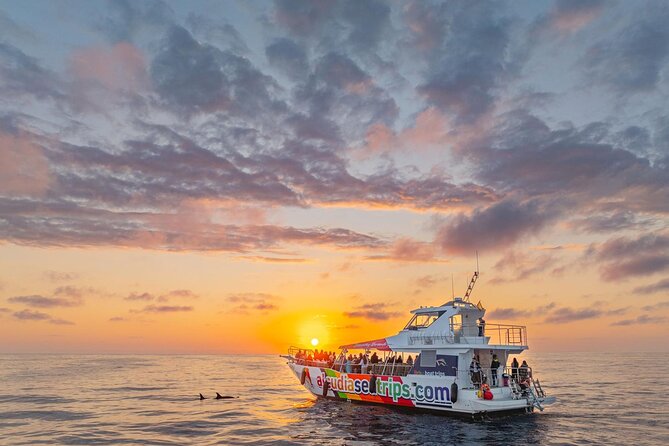 Dolphin Adventure: Fast Boat Dolphin Watching in Mallorca - Key things to know before you go