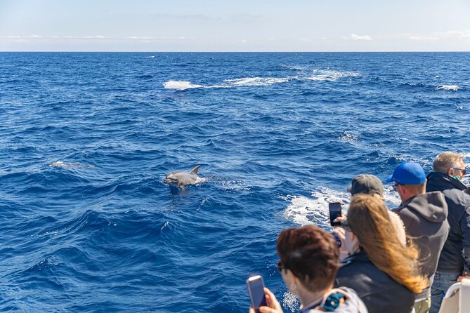 Dolphin Adventure: Fast Boat Dolphin Watching in Mallorca - Port d’Alcúdia Dolphin Watching: The Fast, Practical Why