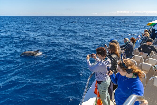 Dolphin Adventure: Fast Boat Dolphin Watching in Mallorca - The Best Part: 20–40 Minutes of Up-Close Dolphin Watching