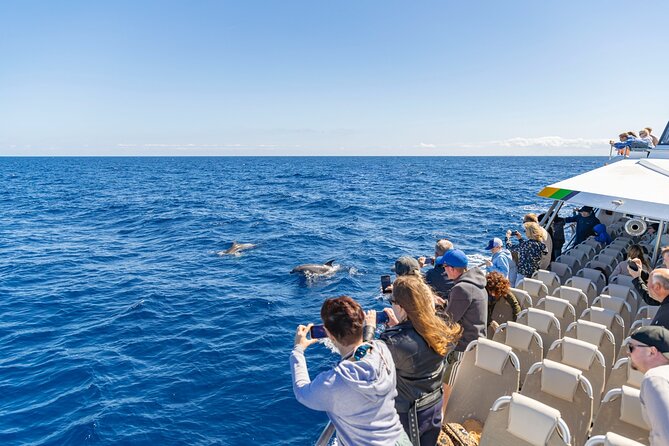 Dolphin Adventure: Fast Boat Dolphin Watching in Mallorca - Private Group Setup: Personalized Feel Without Losing the Fun