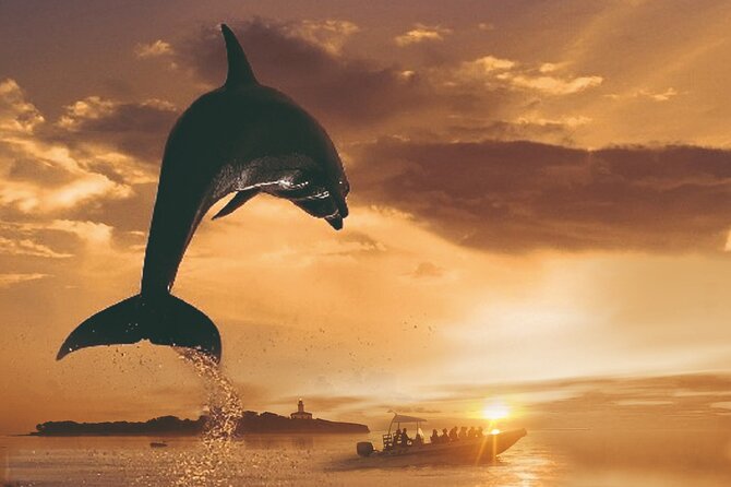 Dolphin Watching at Dawn in Alcúdia - Key highlights worth booking for