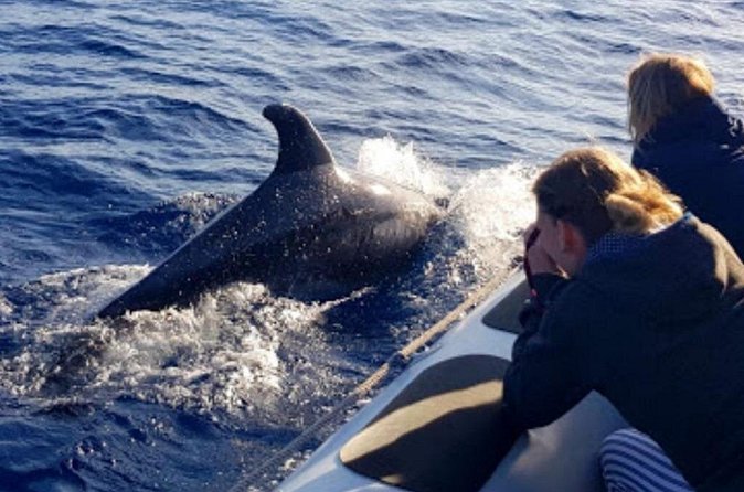 Dolphin Watching at Dawn in Alcúdia - Dolphin Watching at Dawn: What to Expect in Real Terms