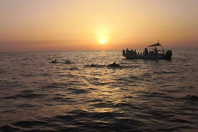 Dolphin Watching at Dawn in Alcúdia - Es Coll Baix Snorkeling Stop: Short Swim, Big Reward