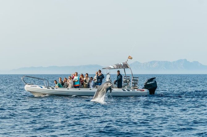 Dolphin Watching at Dawn in Alcúdia - Duration, Timing, and How to Fit It Into Your Day