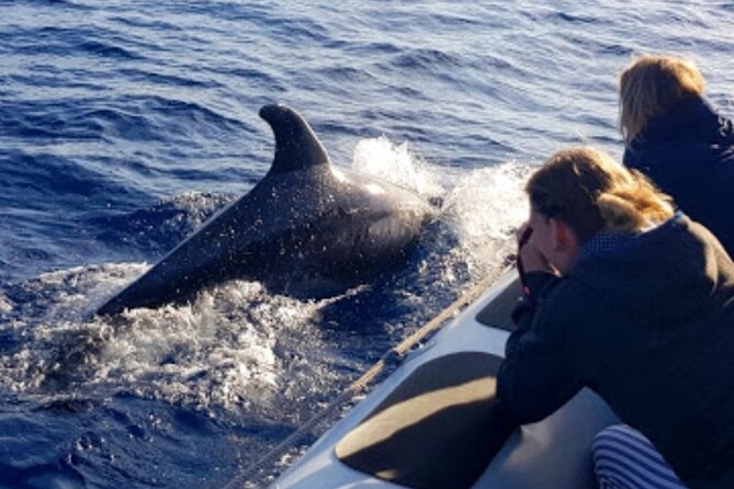 Dolphin Watching at Dawn in Alcúdia - Price and Value: Is $102.84 Worth It?