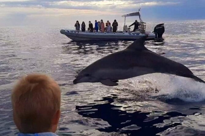 Dolphin Watching at Dawn in Alcúdia - Who This Dawn Dolphin Cruise Suits Best