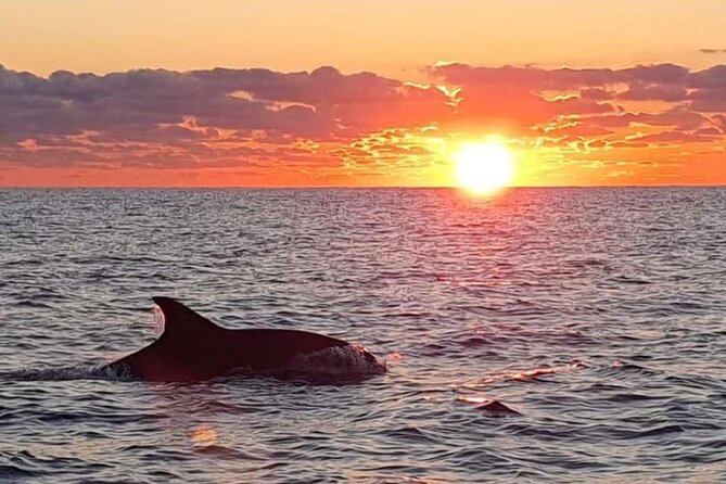 Dolphin Watching at Dawn in Alcúdia - Cape Formentor’s Cliffs: Why the Route Matters