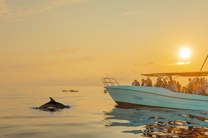 Dolphin watching by boat - Sunrise Dolphin Watching from Alcúdia: Why Cap de Formentor First Light Works