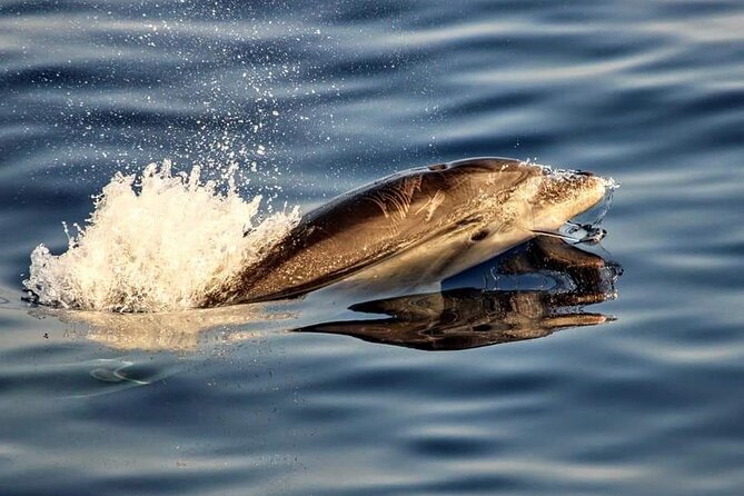 Dolphin watching by boat - The 2–3 Hour Dolphin Search: What the Ride Is Like