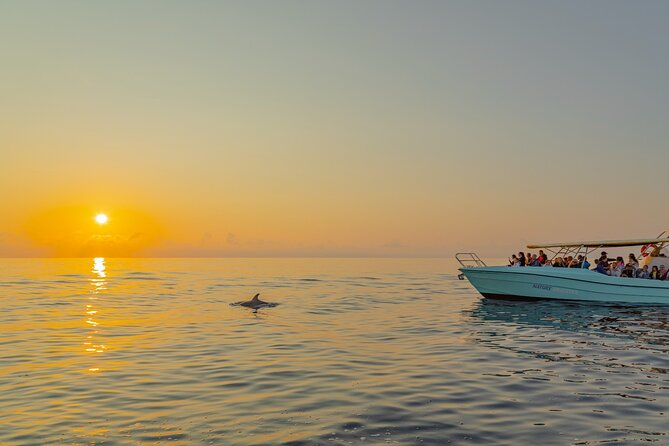 Dolphin watching by boat - What’s Included (and What to Bring) for a Smooth Morning