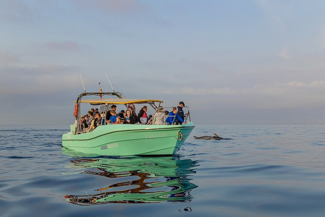 Dolphin watching by boat - Who This Dolphin Watching Tour Is Best For