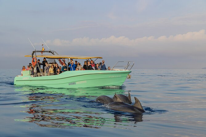 Dolphin watching by boat - Getting On the Boat: Timing, Meeting Point, and Group Comfort