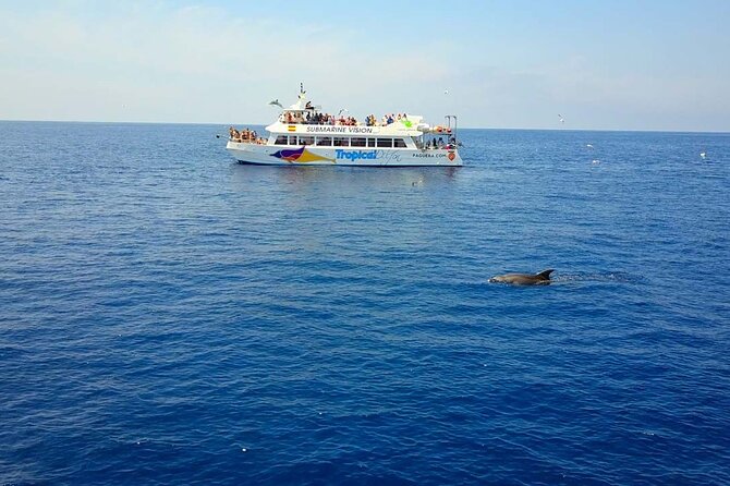 Dolphin Watching in Mallorca (Paguera) - Peguera dolphins: what you’re really buying