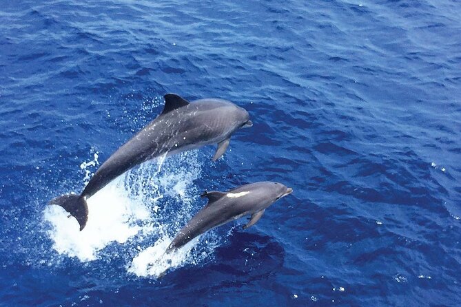 Dolphin Watching in Mallorca (Paguera) - Cala Fornells and the southwest coast views (plus what changes)