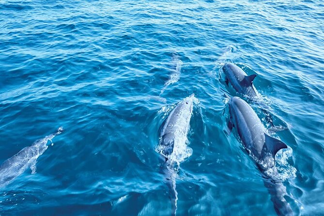 Dolphin Watching in Mallorca (Paguera) - Crew personality and how the commentary helps you spot dolphins