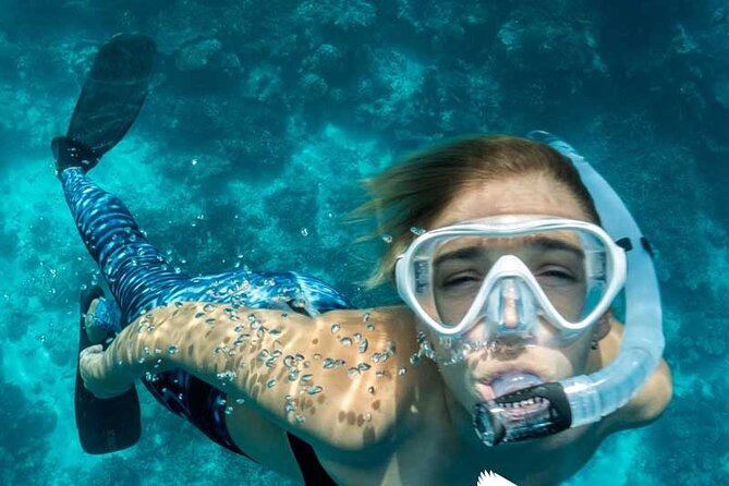 Dolphin Watching in Mallorca (Paguera) - Price and value at about $48: what you actually get