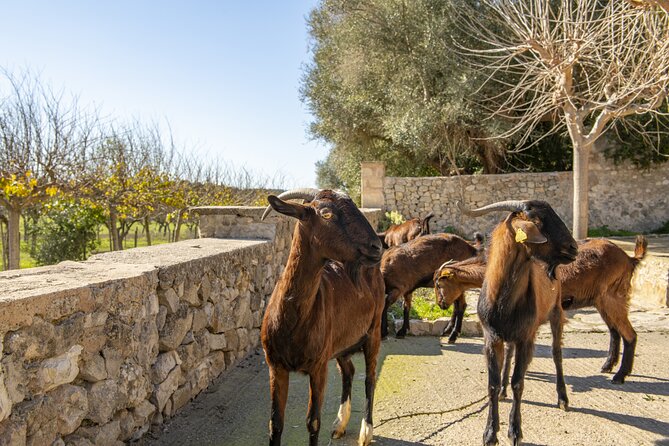 Els Calderers House Museum in Mallorca - Should you book Els Calderers?