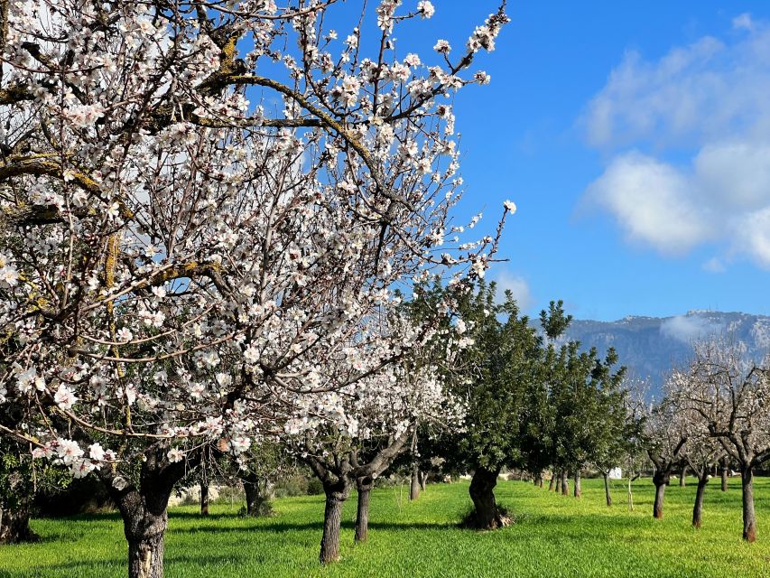 Embrace the enchantment of Mallorca's almond blossom season - Price and value: is $159 per person fair for 7 hours?