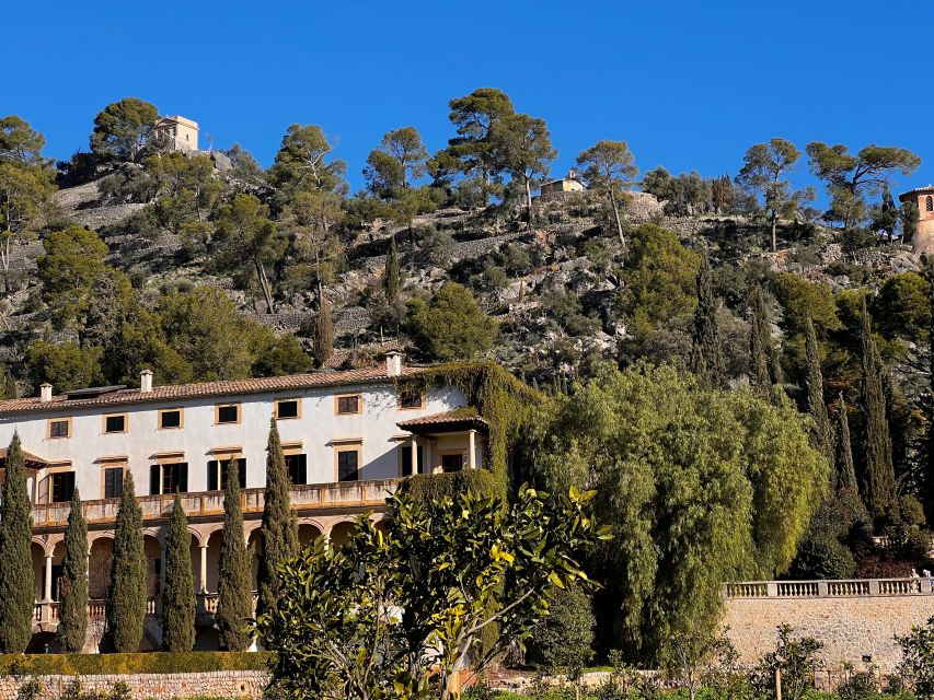 Embrace the enchantment of Mallorca's almond blossom season - Almond blossom season in Mallorca: why this trip feels different