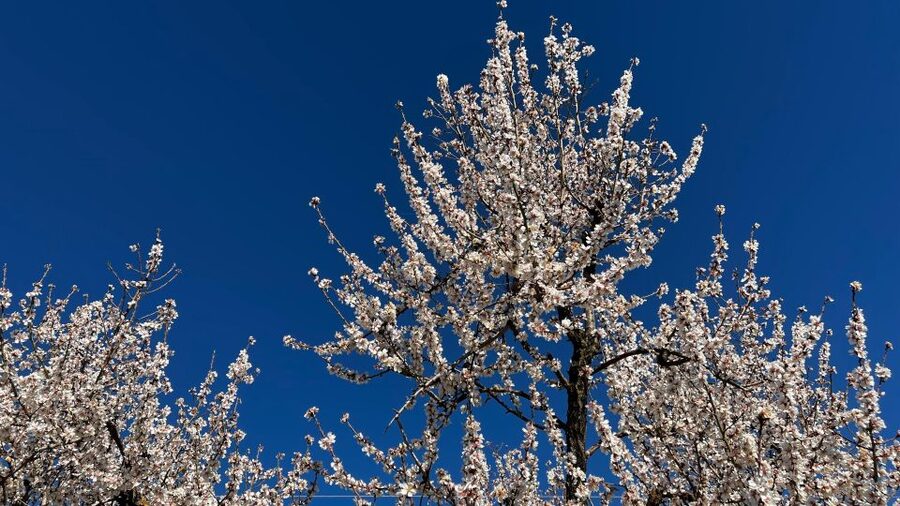 Embrace the enchantment of Mallorca's almond blossom season - Moorish country estate: architecture, heritage, and what to notice