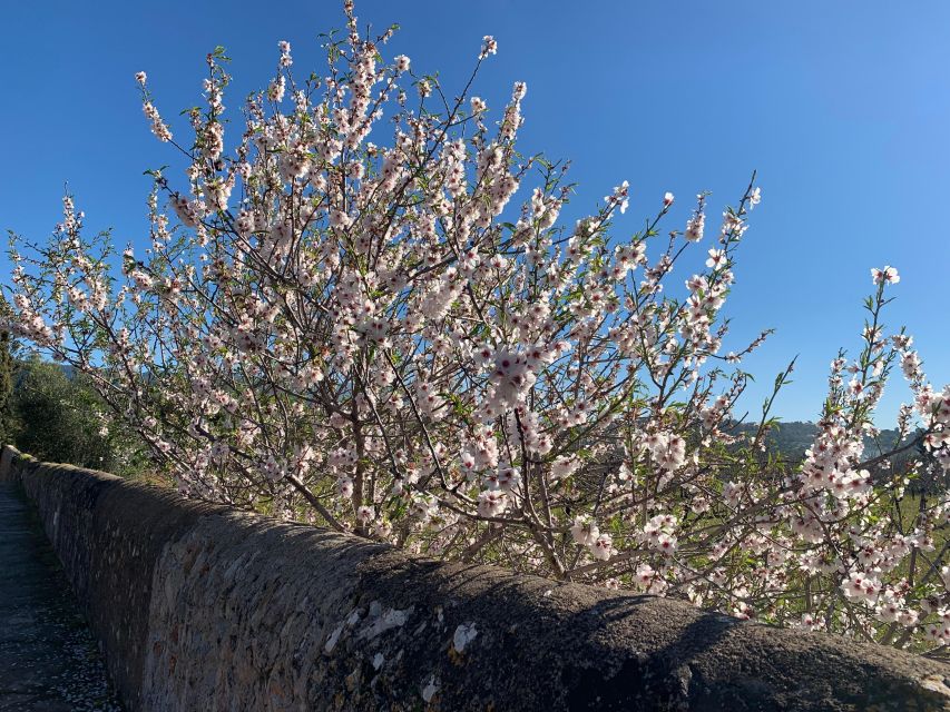 Embrace the enchantment of Mallorca's almond blossom season - Orange Valley hour: fresh juice, local snack, and why it’s worth doing