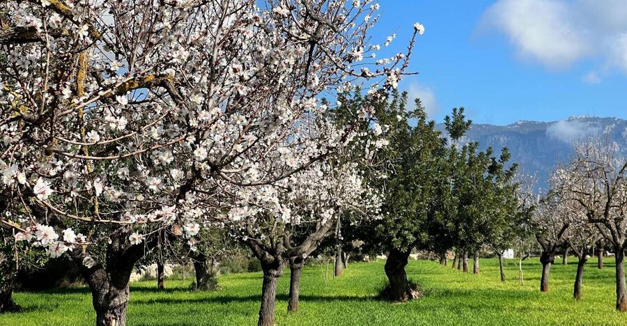 Embrace the enchantment of Mallorca's almond blossom season - Leaving Palma: small-group pace and the Tramuntana drive