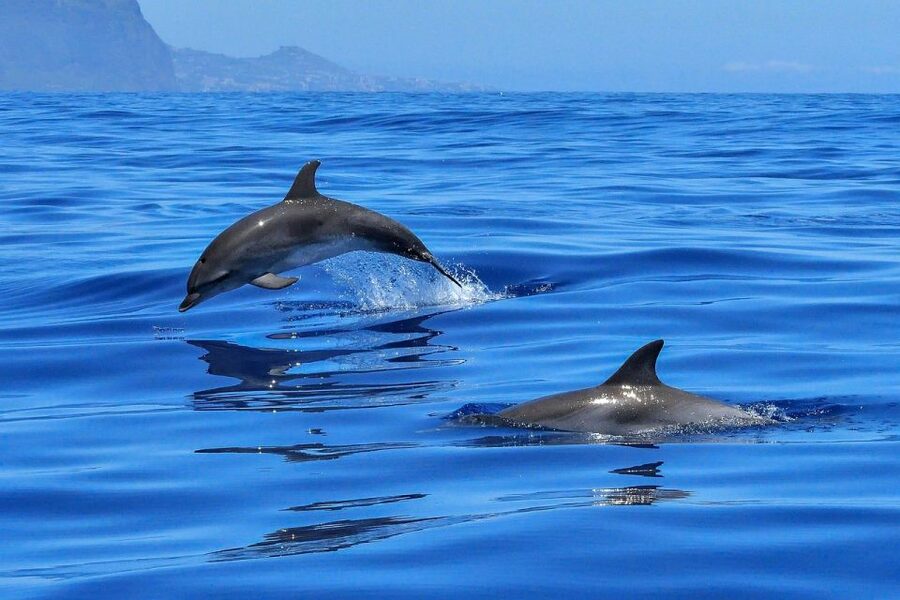 From Alcudia: Sunrise Dolphin Watching Boat Tour - Key reasons this tour works so well