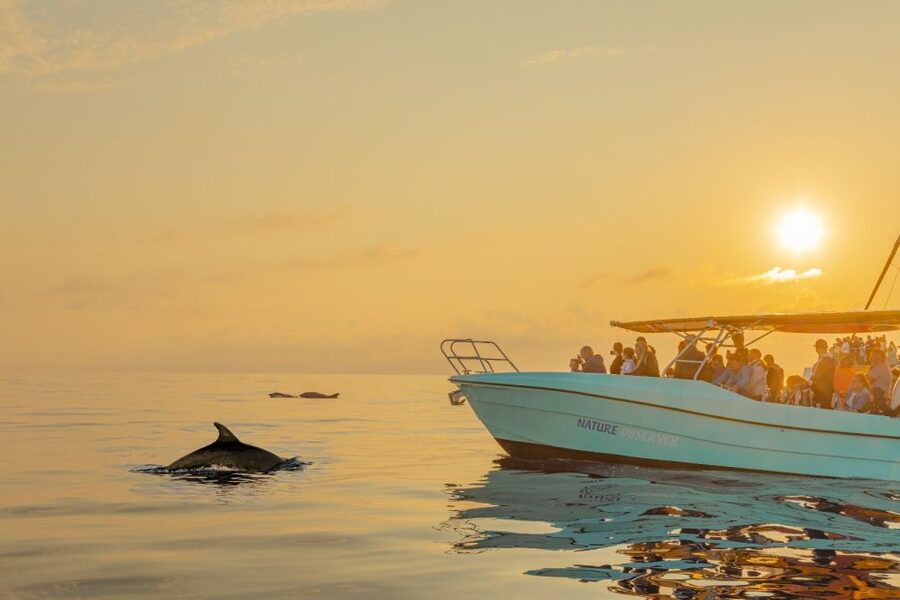 From Alcudia: Sunrise Dolphin Watching Boat Tour - From hotel pickup to Port d’Alcúdia: the smooth start