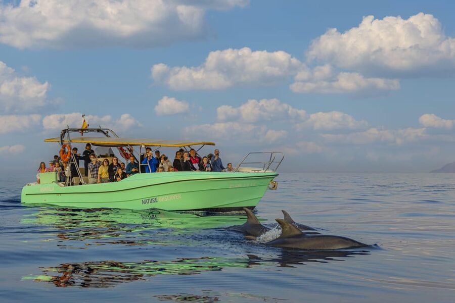 From Alcudia: Sunrise Dolphin Watching Boat Tour - Sailing at sunrise: what you’re really paying for