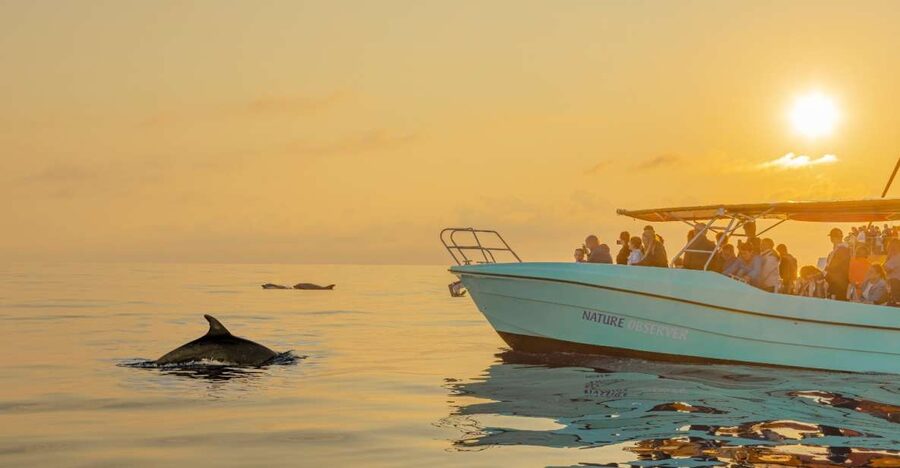 From Alcudia: Sunrise Dolphin Watching Boat Tour - The safety briefing and why it improves your dolphin time