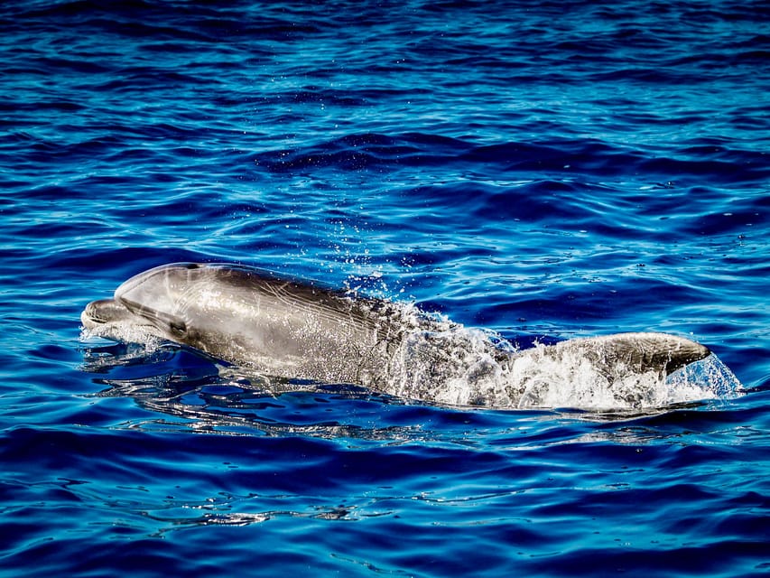 From Can Picafort: Dolphin Watching and Cave Boat Trip - Should you book the Dolphin Watching and Cave Boat Trip from Can Picafort?