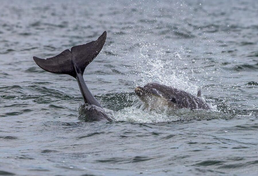 From Can Picafort: Dolphin Watching and Cave Boat Trip - Weather and sea conditions: the biggest decision factor