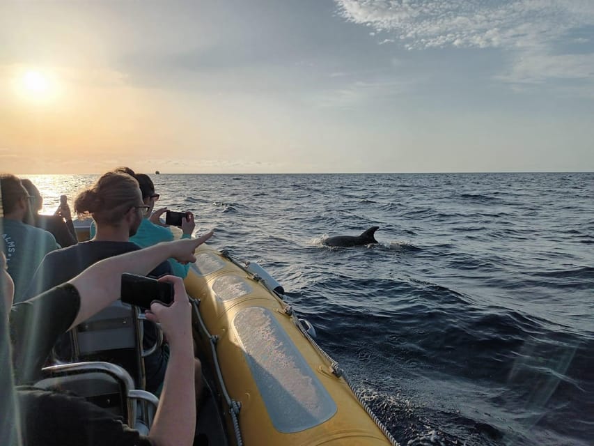 From Can Picafort: Dolphin Watching and Cave Boat Trip - Who this tour fits best (and who should skip it)